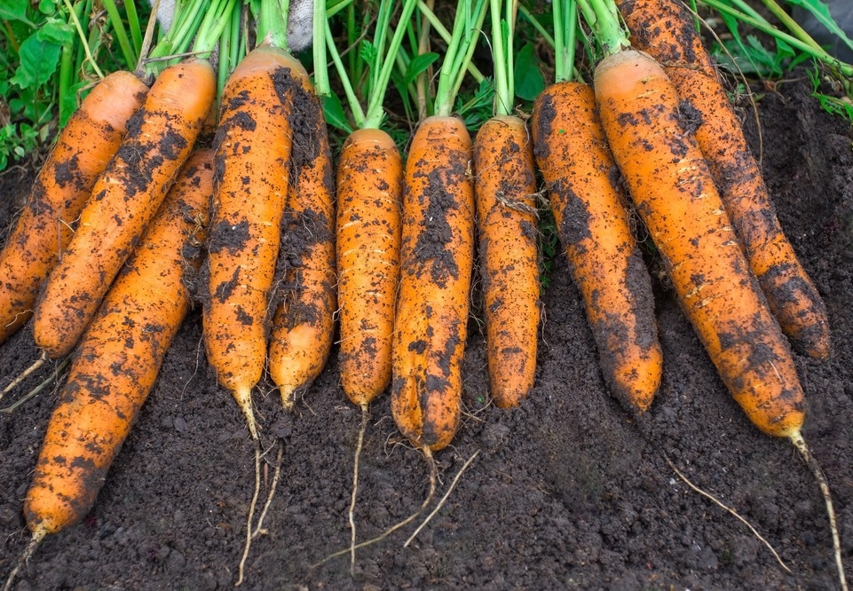 Як правильно поливати моркву, щоб плоди були соковитими, великими і рівними