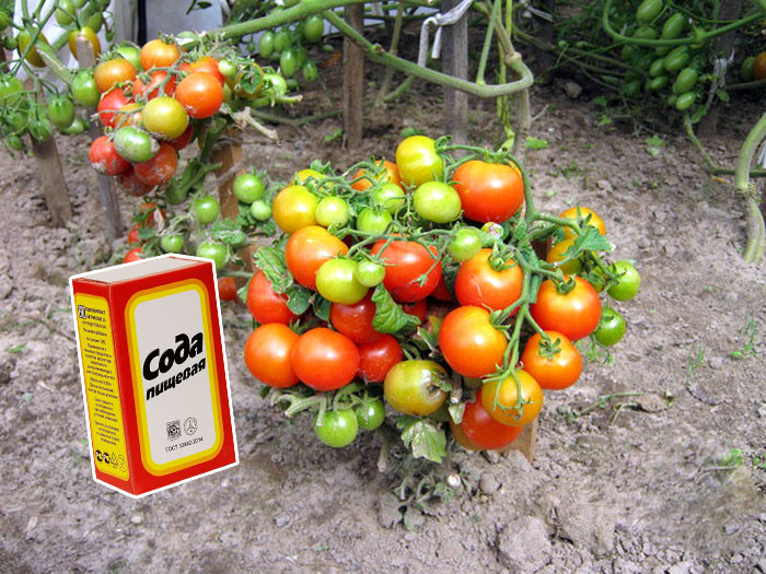 Дуже поживне підживлення для томатів із соди, після якого будете збирати врожай до пізньої осені