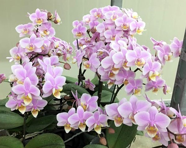 Ефективний спосіб заставити пишно цвісти навіть кволу орхідею