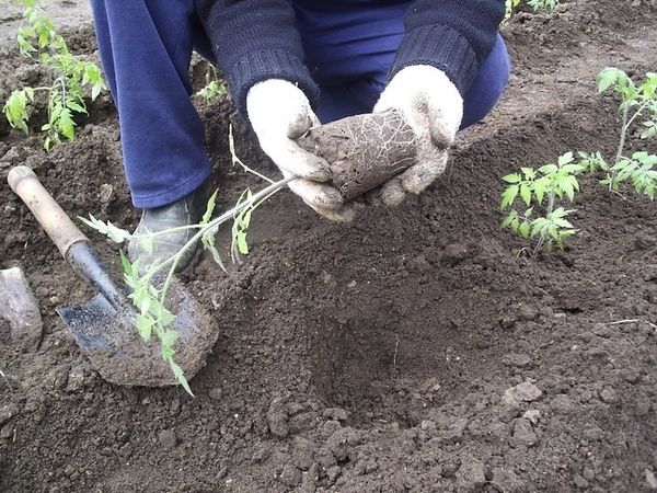 Незвичайне підживлення, яке потрібно додати в лунку при висадці томатів, щоб отримати великий і смачний урожай