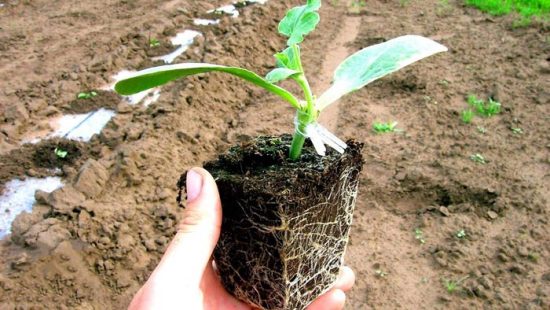Що потрібно додати у ґрунт для нарощування міцної та потужної кореневої системи розсади