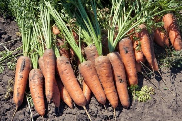 Що додати у ямки при посадці моркви, щоб отримати урожай великих та соковитих плодів