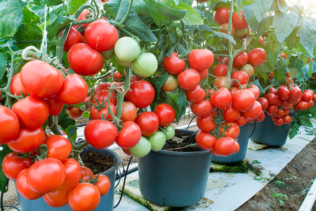 Що потрібно зробити, щоб всі томати почервоніли і набрали соковитості