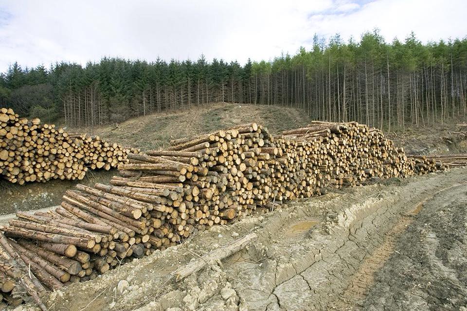 На Львівщині виявили незаконну масштабну рубку лісу на 16 млн грн
