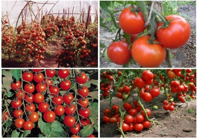 П’ять найсмачніших та найврожайніших сортів томатів