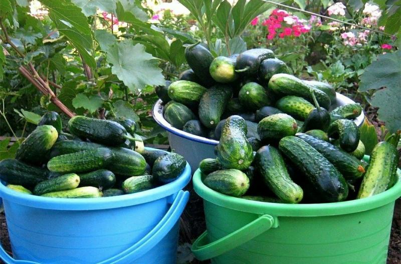 Рецепт натурального розчину для підживлення огірків, щоб зібрати багатий урожай