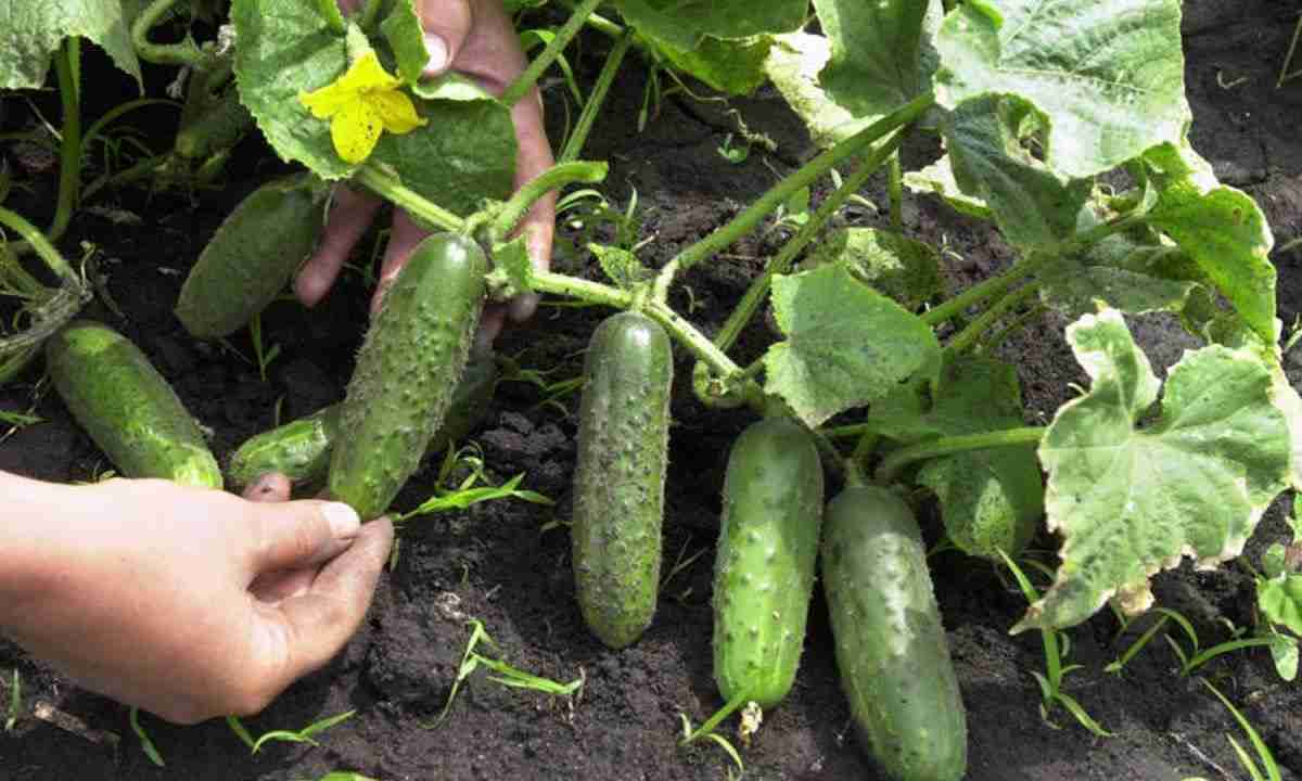 Чим потрібно обробити огірки, щоб вони були здоровими і плодоносили ціле літо