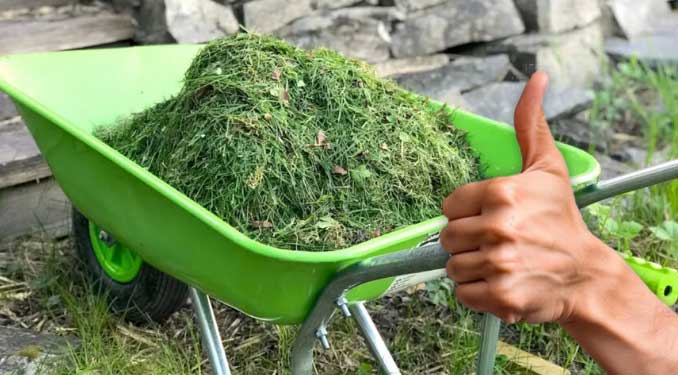 Не викидайте скошену траву! Ось як з її допомогою збільшити урожай овочів на своєму городі в кілька разів