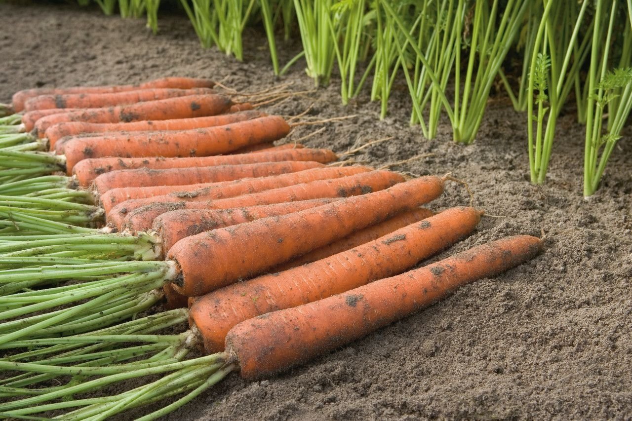 Поливаю моркву цим розчином кожного року і завжди виростає велика, рівна та солодка