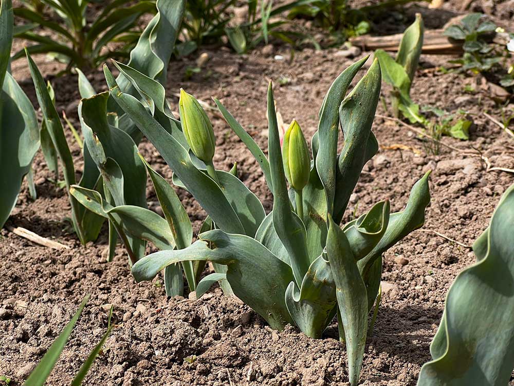 Чим та коли потрібно підживити тюльпани навесні, щоб вони пишно квітнули
