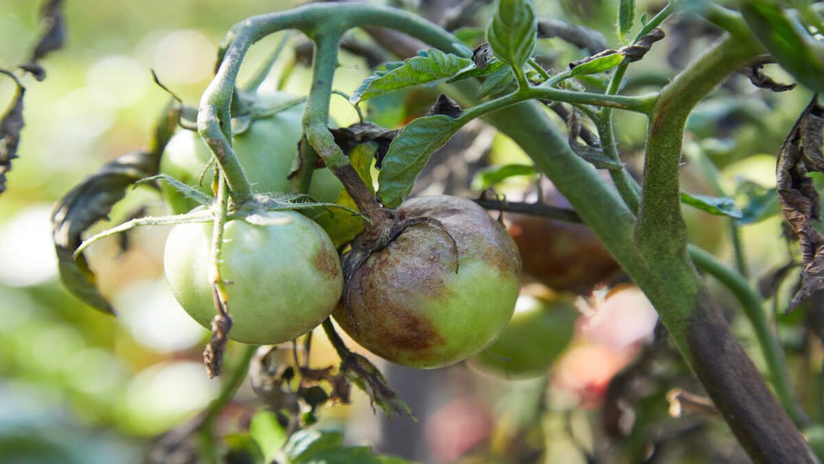 Чим потрібно обробити помідори, щоб вберегти урожай від фітофтори