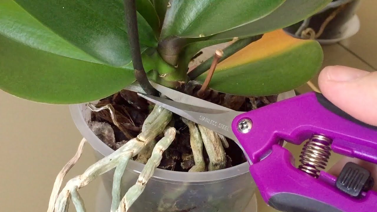 Як правильно обрізати орхідею, щоб вона пишно квітнула. Три важливі правила, яких потрібно дотримуватися