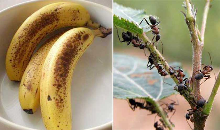 Цей спосіб завжди працює. Беру банан і позбуваюсь мурах у своєму городі