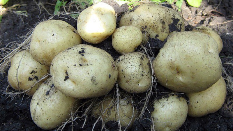 Чим потрібно підживлювати картоплю, щоб виросла велика і смачна