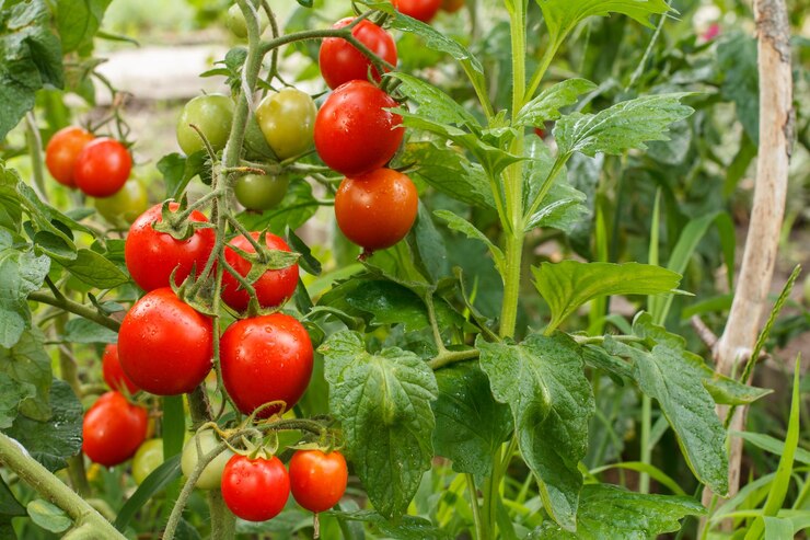 Чим потрібно підживити томати в період росту, щоб вони дали щедрий і смачний урожай