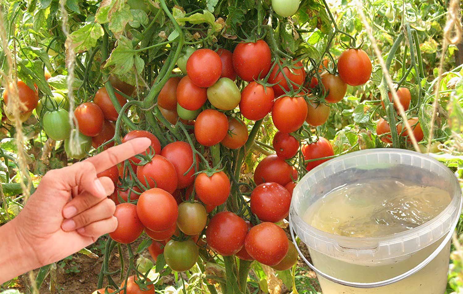 Рецепт потужного натурального підживлення томатів, для щедрого врожаю