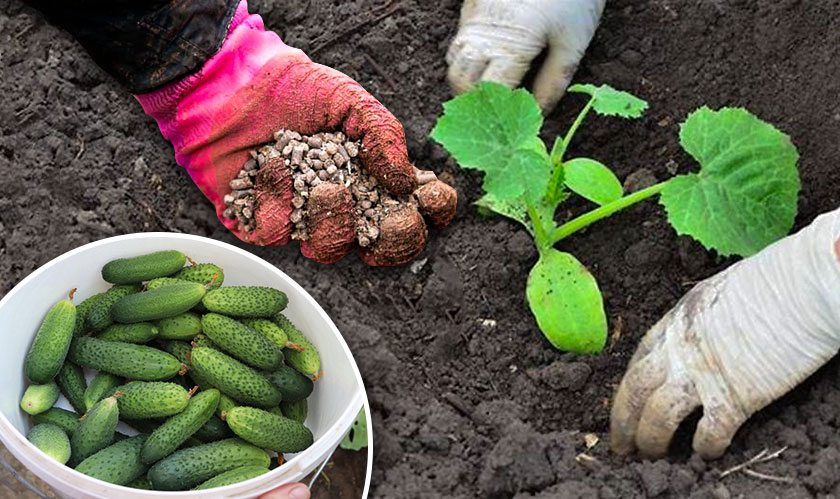 Що потрібно покласти в лунку під час посадки огірків у відкритий грунт, щоб отримати щедрий і здоровий урожай